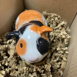 Guinea Pig